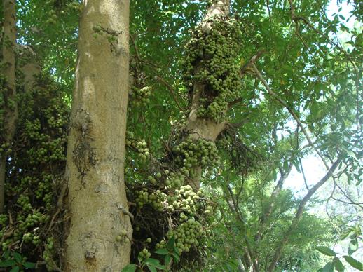 Ficus racemosa
